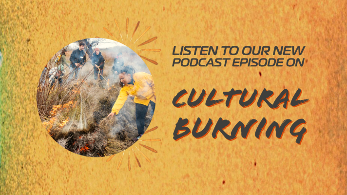 Listen to our new podcast episode on Cultural Burning